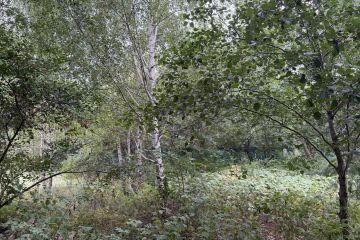 Участок - 48041 Участок - 48041
