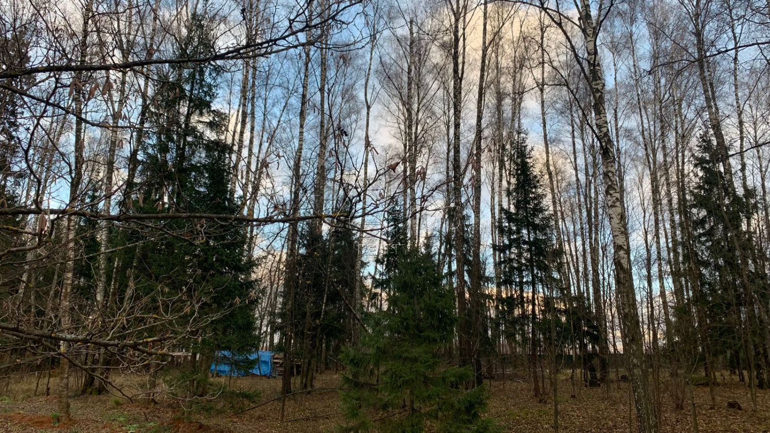 Лесной участок с центральными коммуникациями