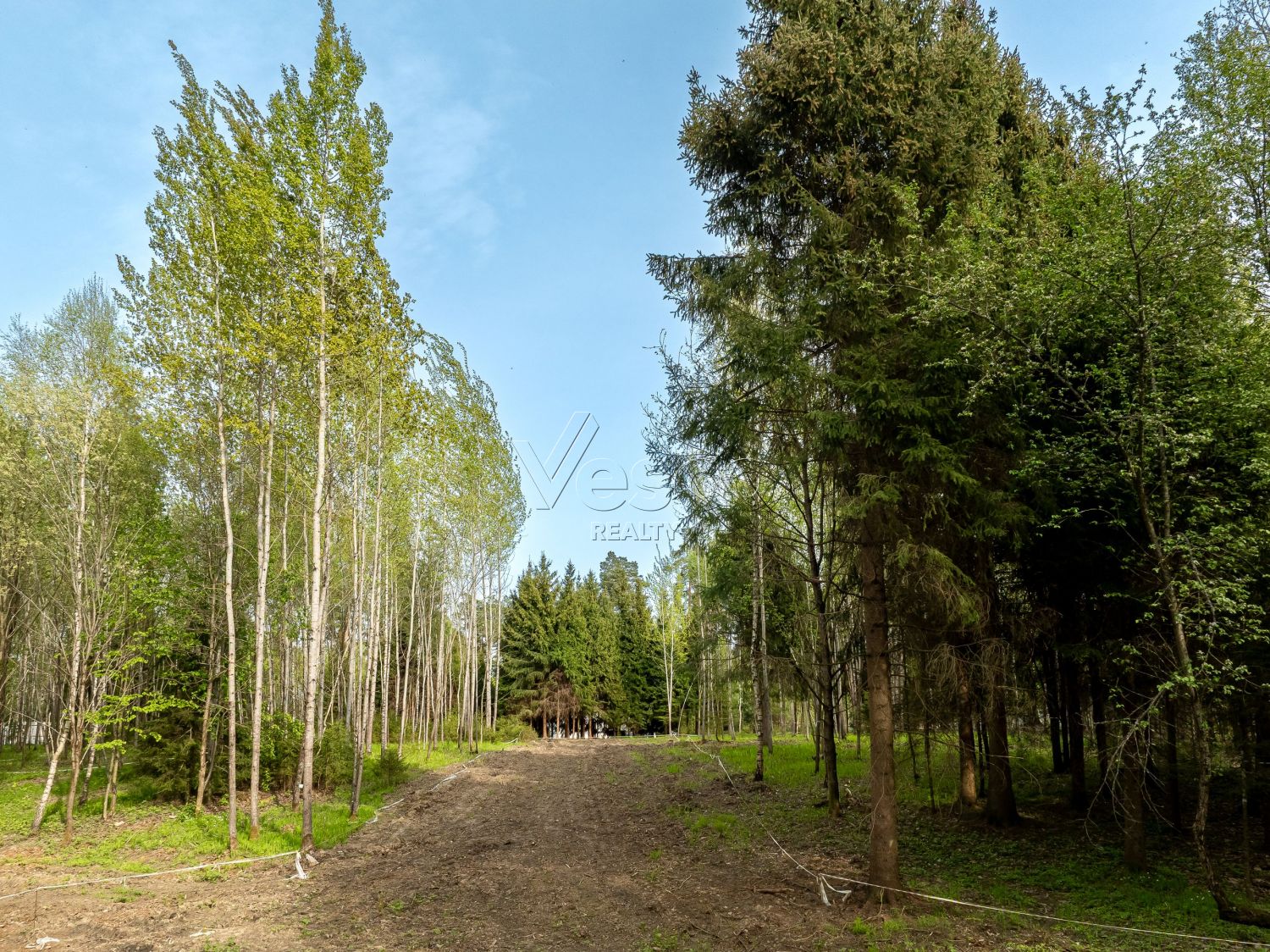 Участок с лесными деревьями