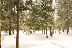 Лесной земельный участок в поселке Дарьино-Успенское