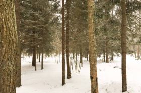 Лесной земельный участок в поселке Дарьино-Успенское
