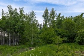 Прилесной участок 27 соток