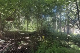Большой лесной участок