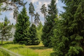 Участок с лесными деревьями