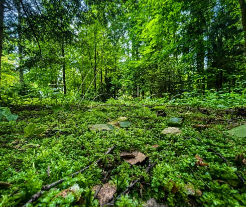 Участок в стародачном поселке