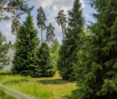 Участок с лесными деревьями