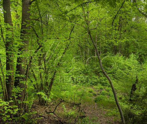 Большой участок рядом с лесом